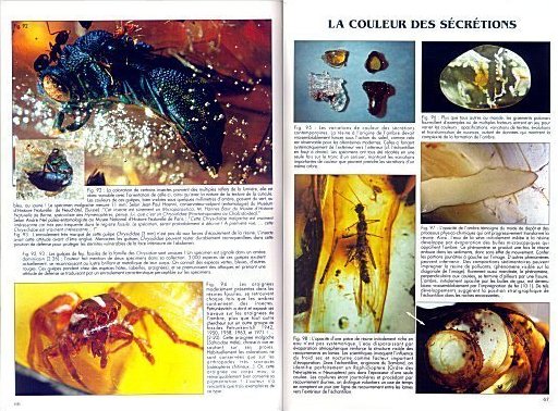 Le livre : Ambre Miel de Fortune et Mémoire de Vie