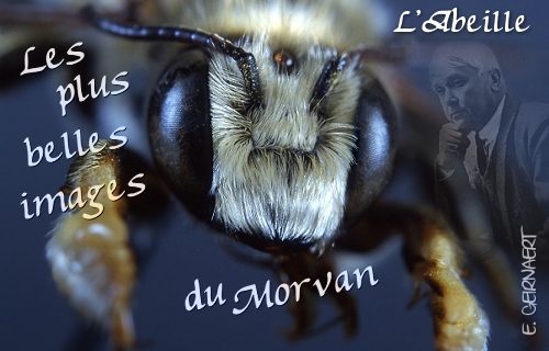 Photographie : Eric GEIRNAERT 