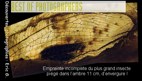 Un Planipenne d'une envergure de 11 cm !