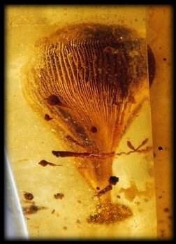 Cnidaire, ambre de Pologne, 50 M.A. 