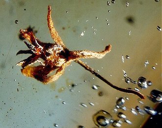 Fleur fossile datée de 2 M.A.