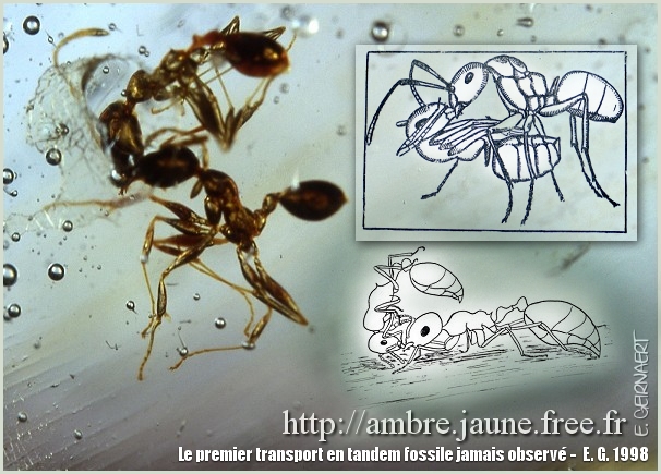 Le premier fossile au monde
d'un transport en tandem !