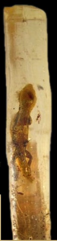 Un copal de 6 cm contenant un lézard (à 600 Euros)