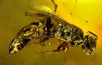Hymenoptera Chalcidcidoidea : Torymidae