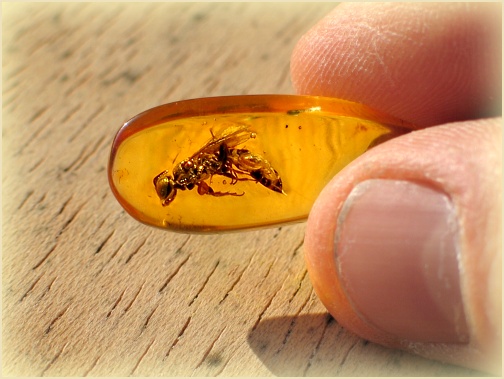 Une superbe guêpe balte (Torymidae)